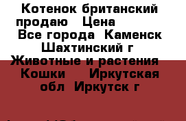 Котенок британский продаю › Цена ­ 3 000 - Все города, Каменск-Шахтинский г. Животные и растения » Кошки   . Иркутская обл.,Иркутск г.